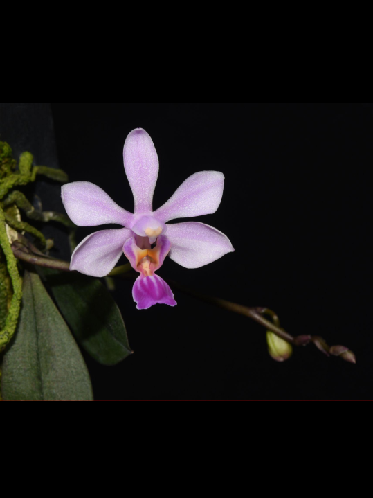 Phalaenopsis wilsonii (zhanhuoana )