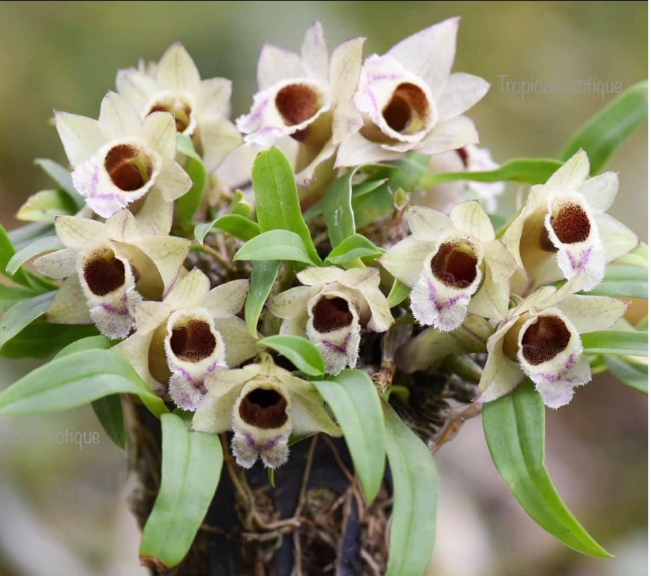 Dendrobium hekouense.png