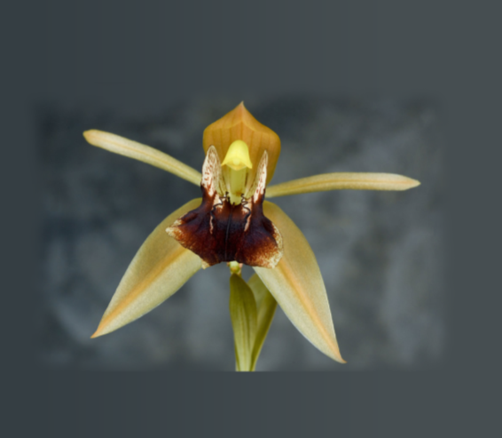 Coelogyne schilleriana x Coelogyne xyrekes