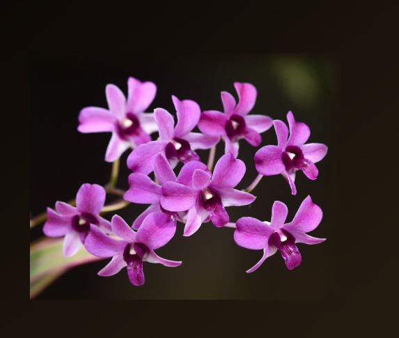 Dendrobium Thai Pearl
