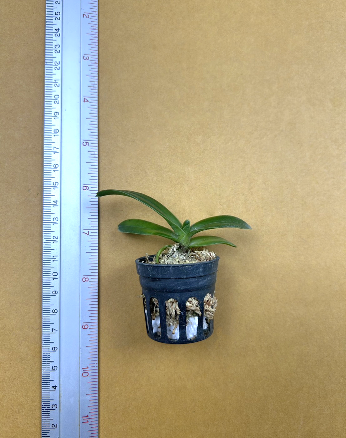 Vandopsis gigantea.png