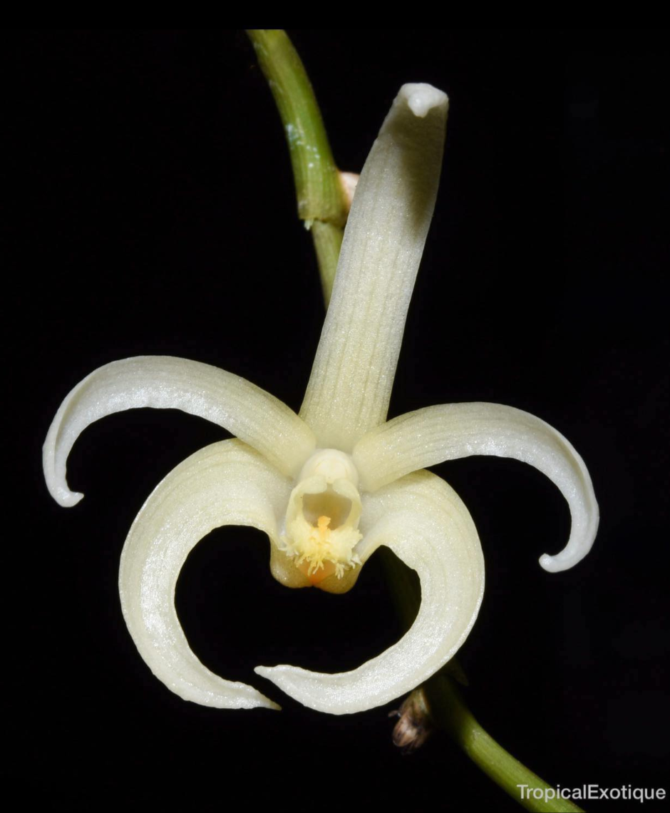 Dendrobium+ostrinum+var.+ochroleucum.png