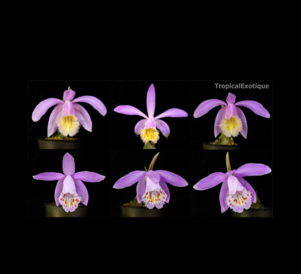 Pleione+%C3%97+barbara-67.png