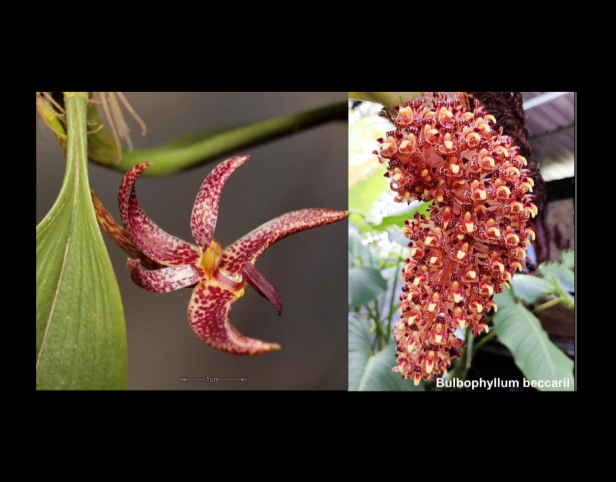 Bulbophyllum+patens+x+beccarii-67.png