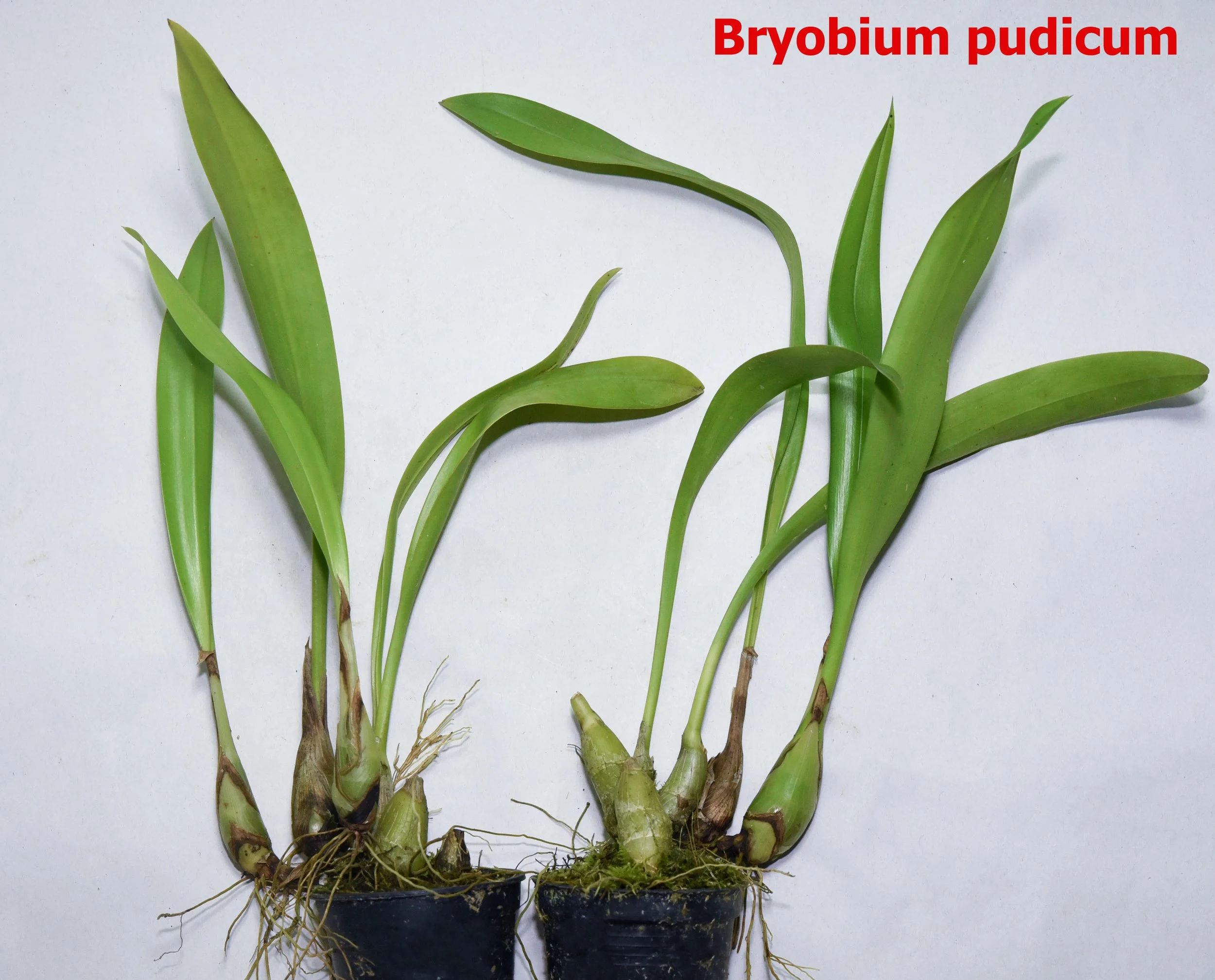 Bryobium pudicum.jpg