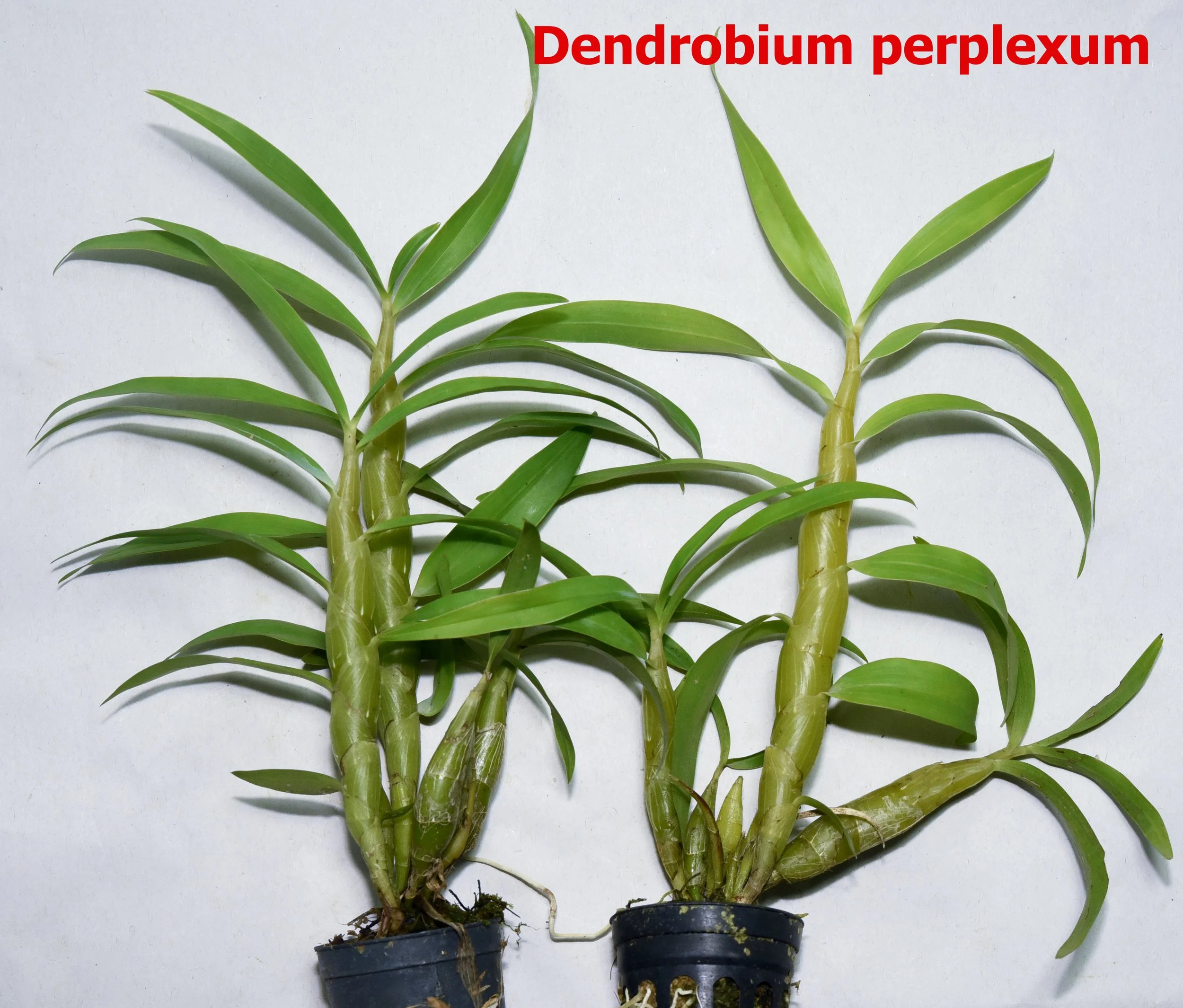 Dendrobium perplexum.jpg