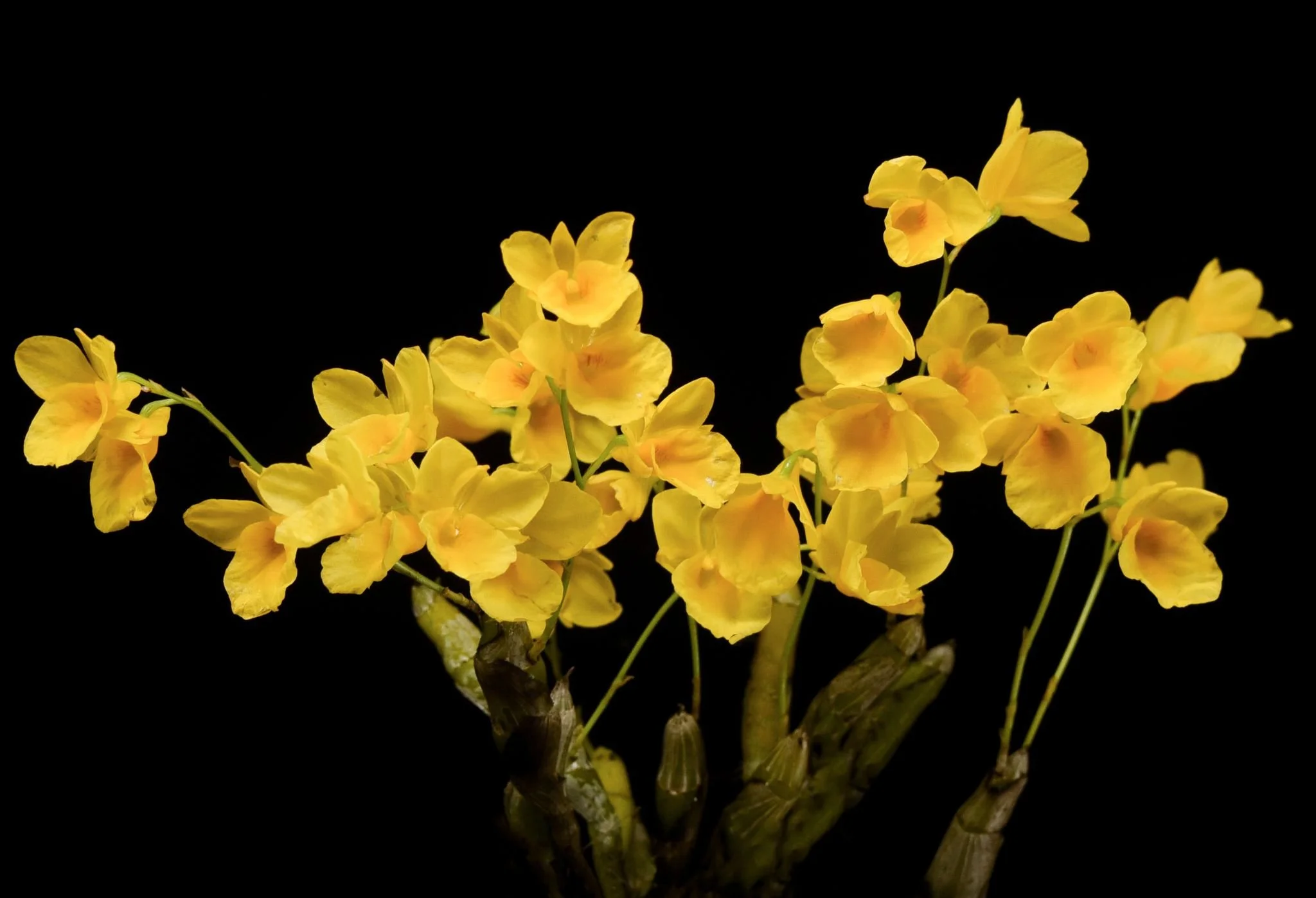 Dendrobium-capillipes.jpg