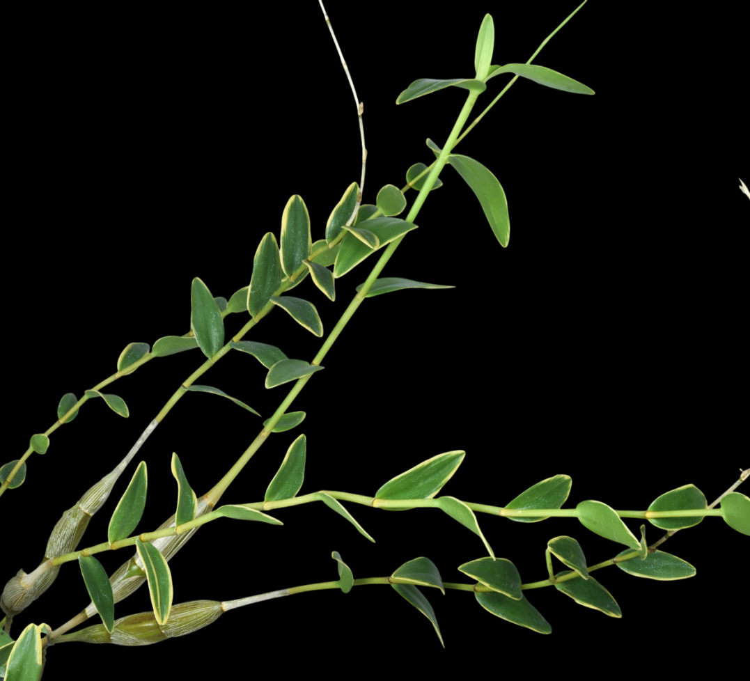 Dendrobium+crumenatum+Variegated.png