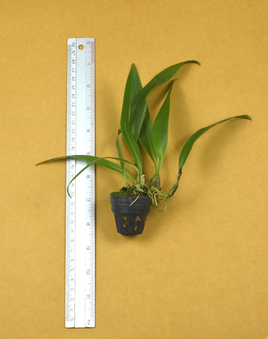 30+Bulb.+lasianthum.png