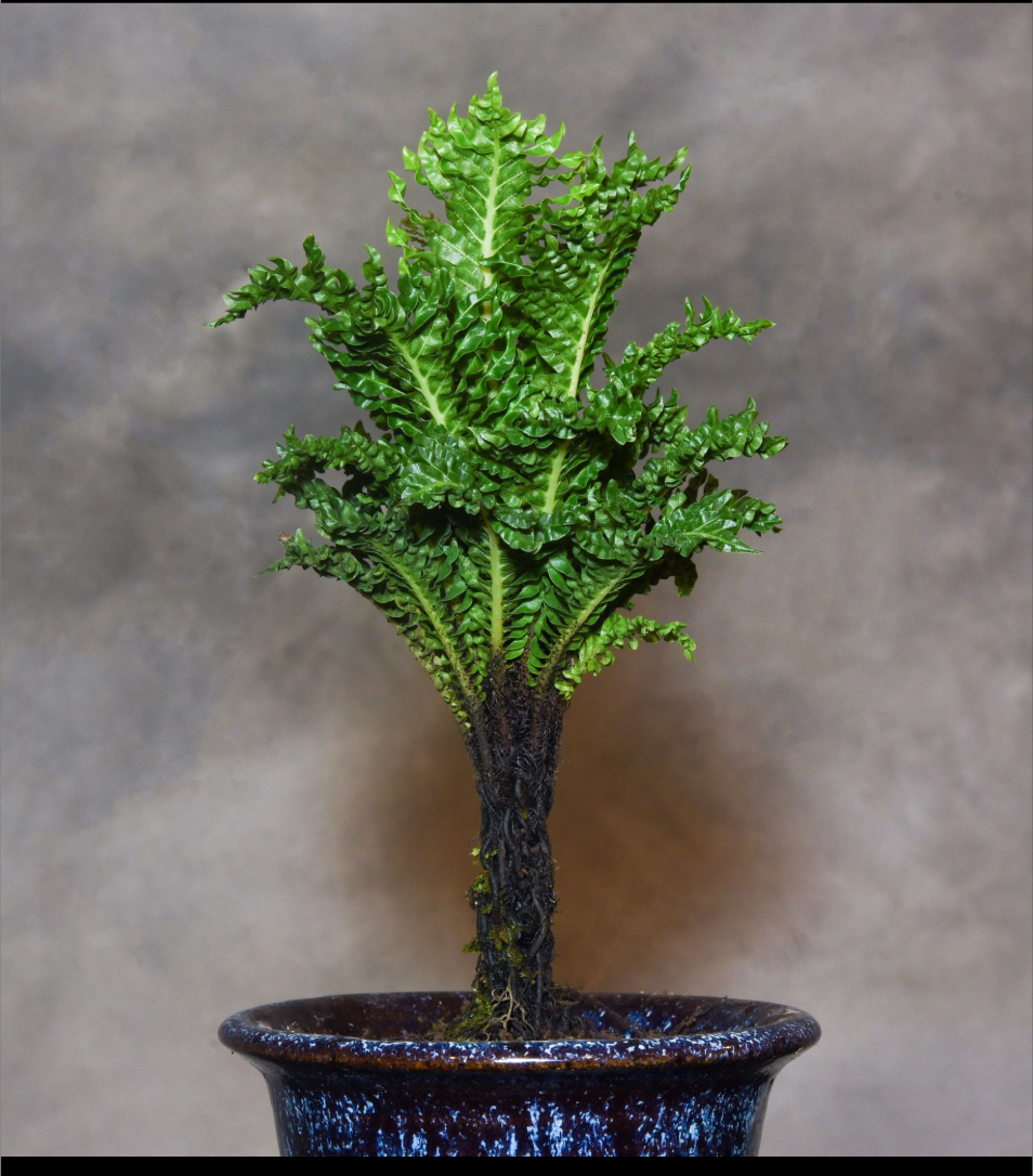 Blechnum gibbum Dwarf Form.png