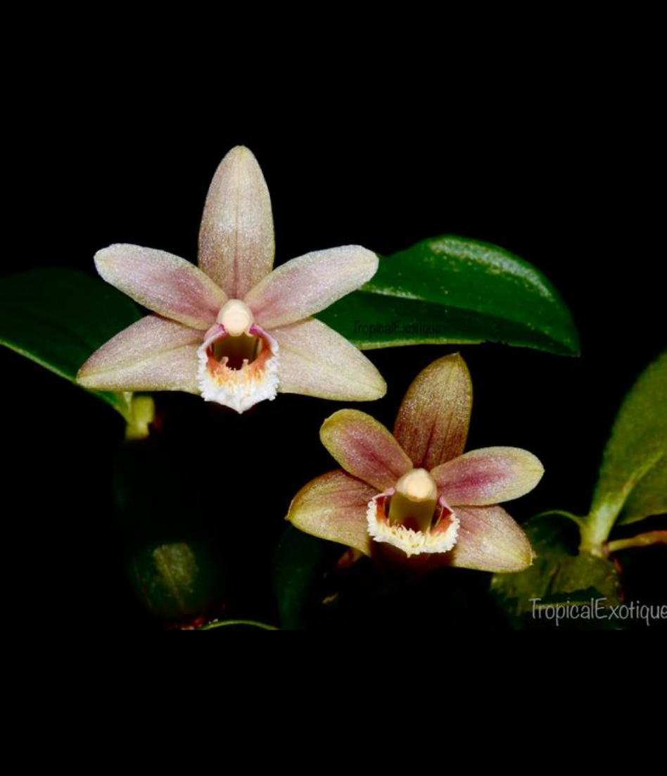 Eria rhomboidalis.png