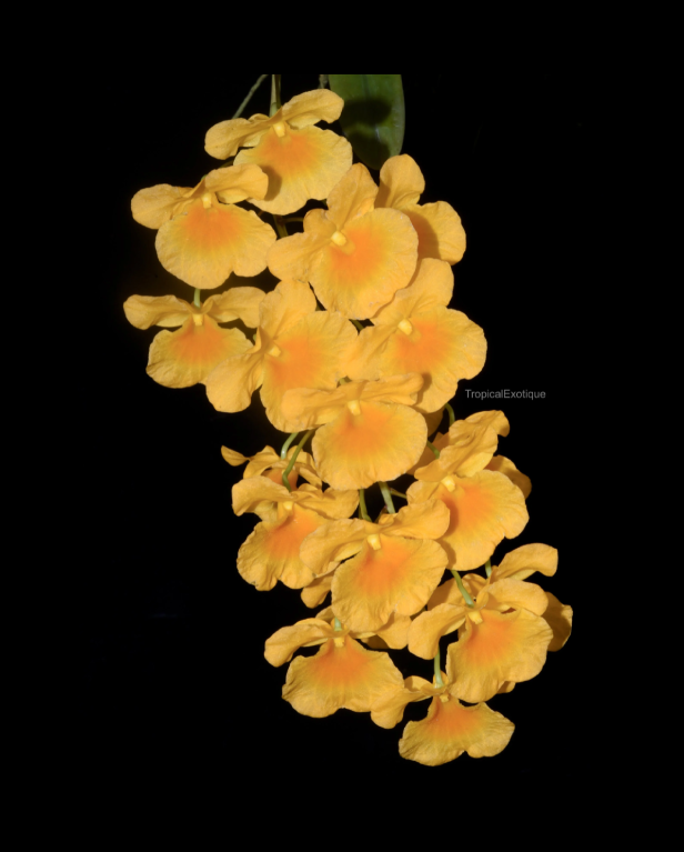 Dendrobium lindleyi