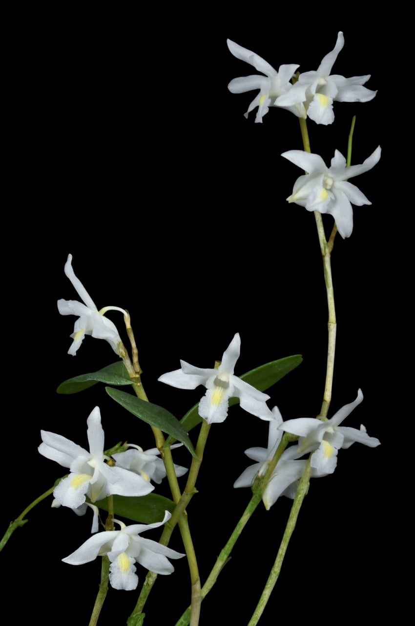 Dendrobium-crumenatum.png