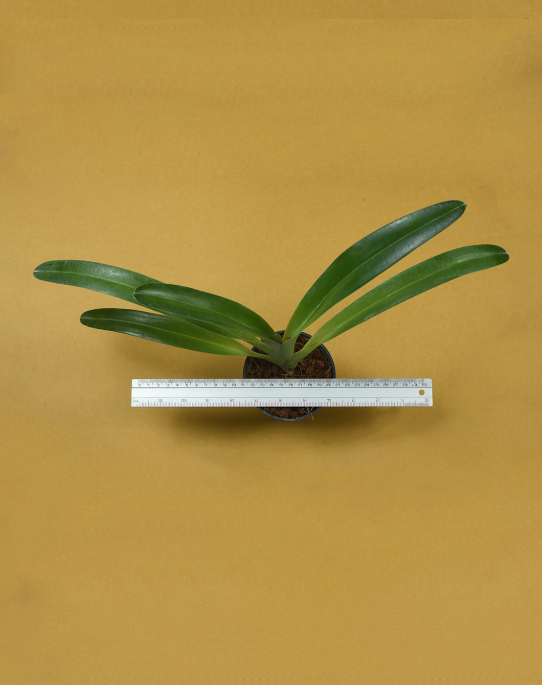 Paph. phililpinense.png
