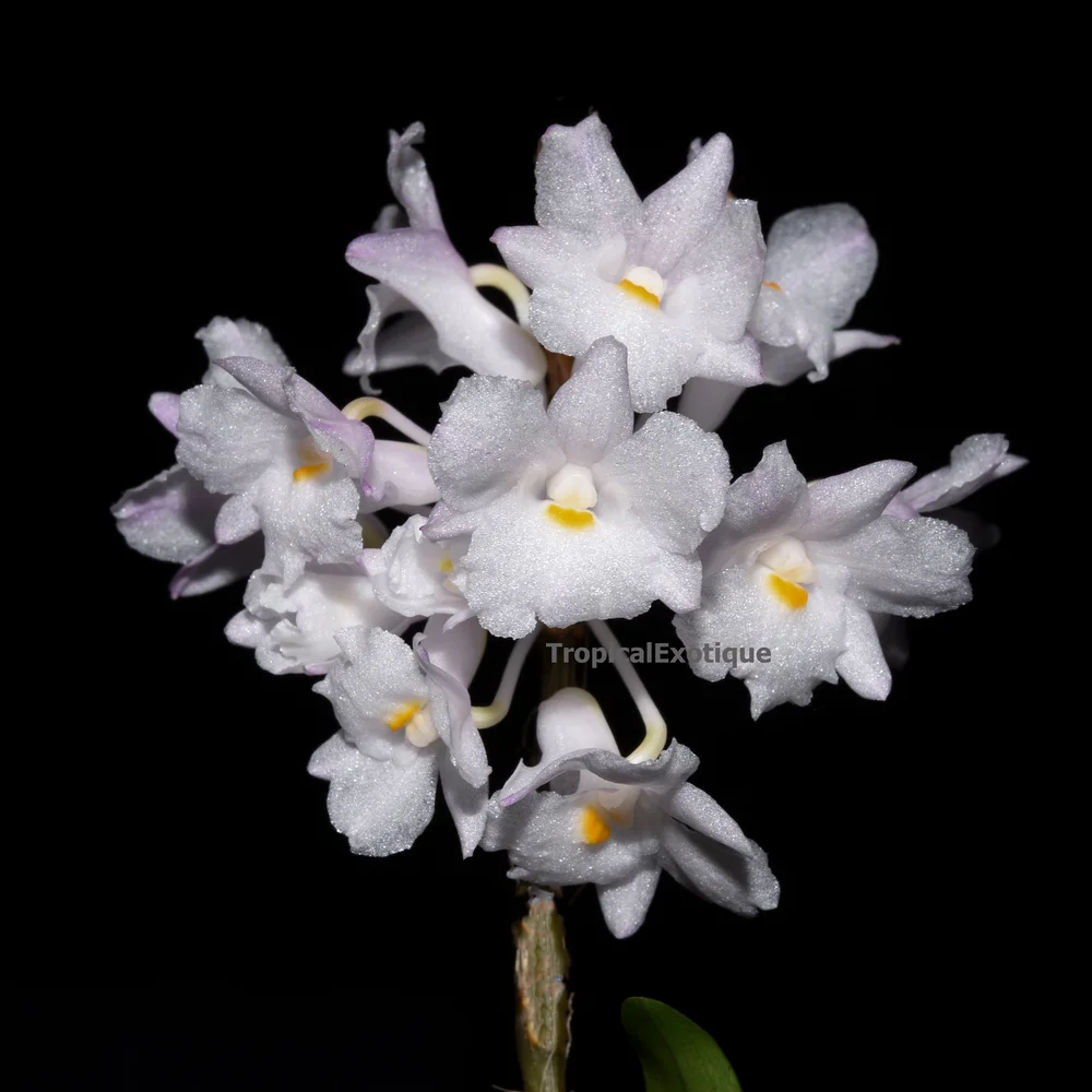 Dendrobium-mutabile-1.JPG?