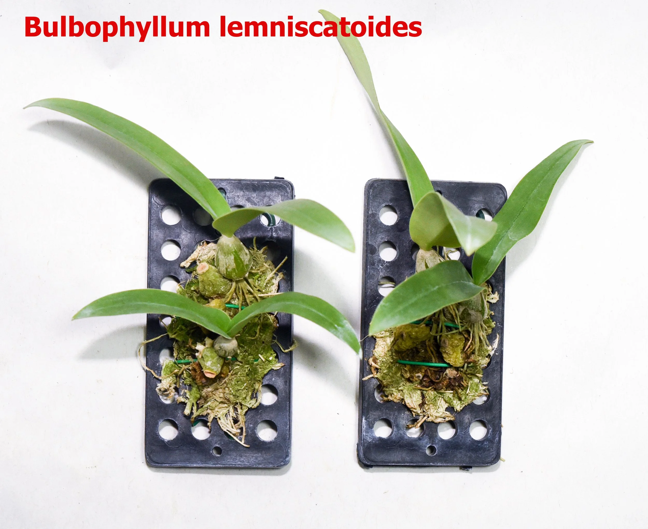 Bulbophyllum lemniscatoides.jpg
