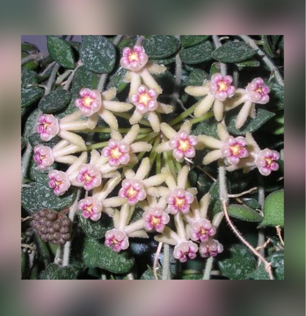 Hoya-curtisii-Splash-67.png