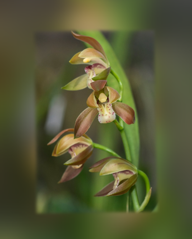 Cymbidium lancifolium _Southern Thailand_-67.png