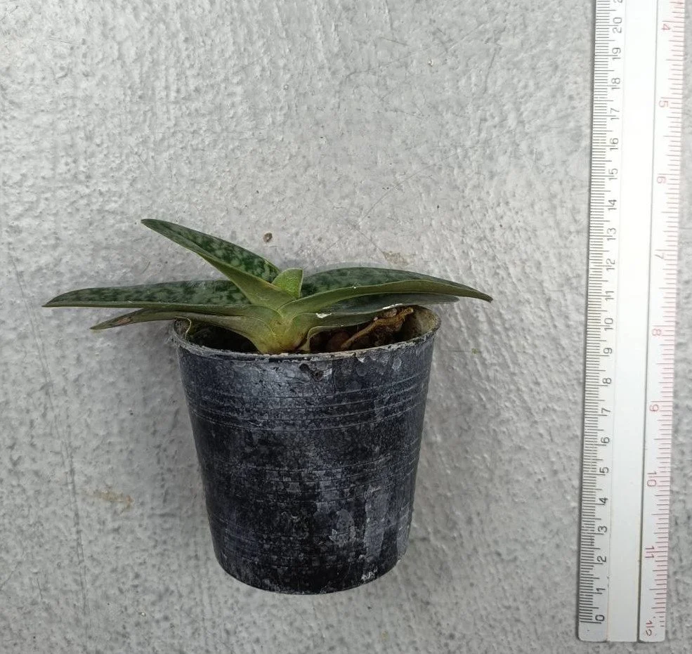 Paphiopedilum leucochilum album.jpg