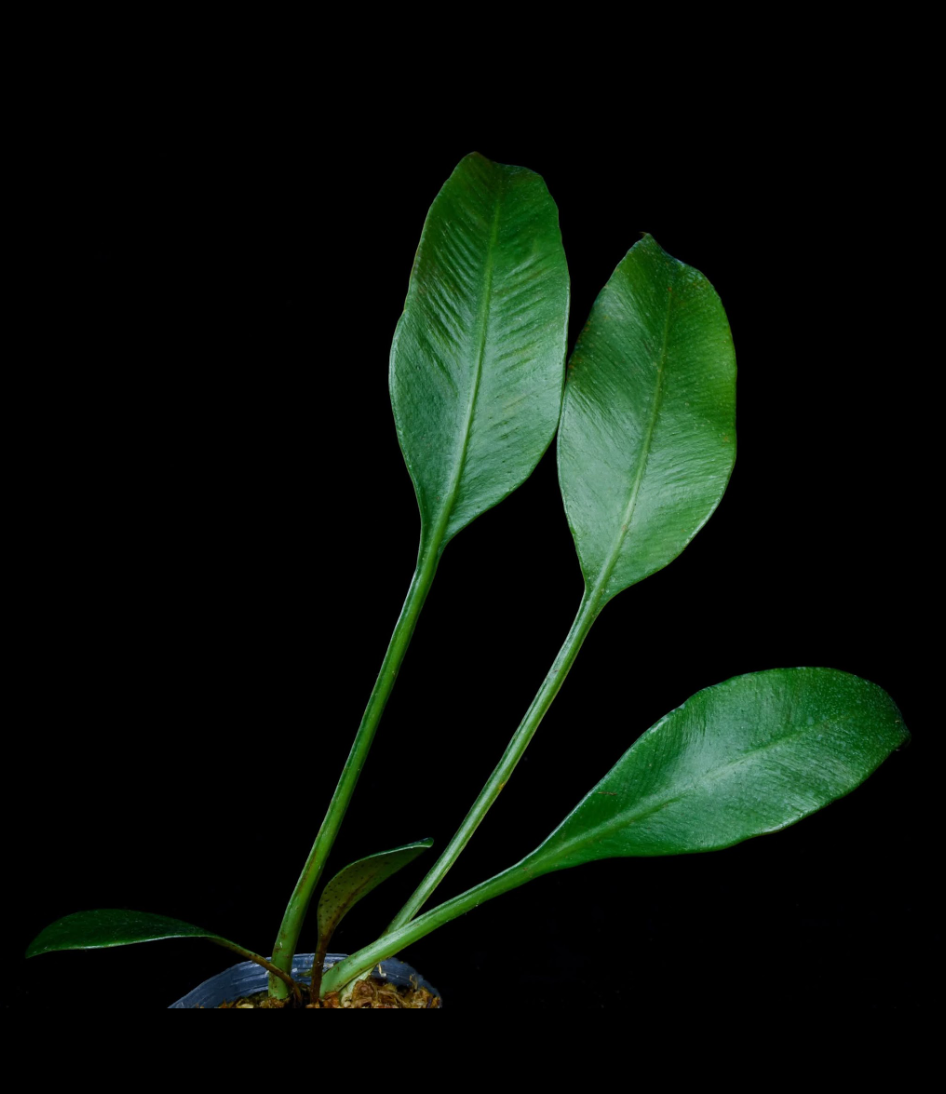 Asplenium grevillei.png