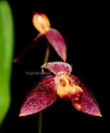 Bulbophyllum geniculiferum