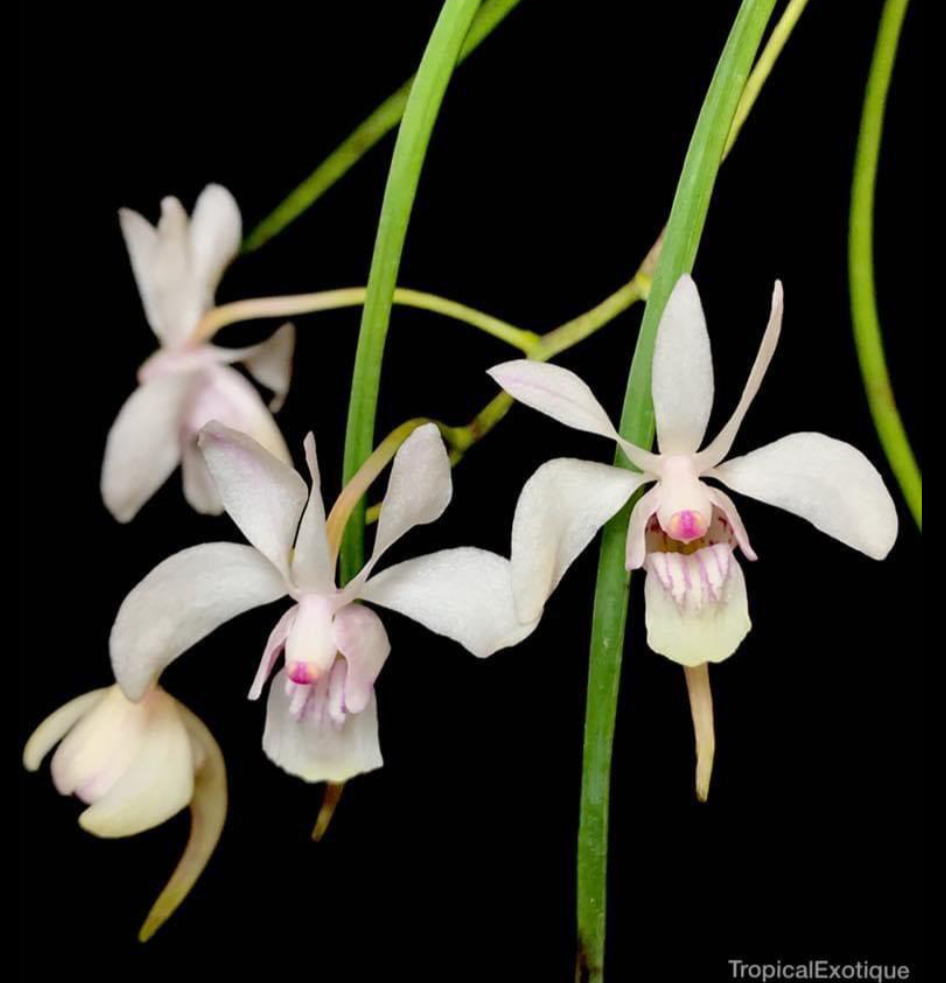 Holcoglossum+lingulatum.png