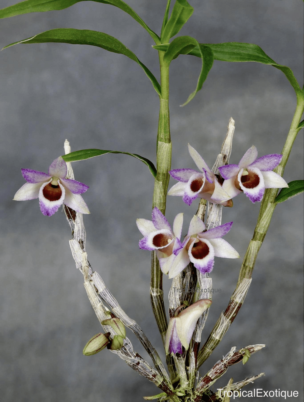 Dendrobium Tropic Mini Gem (hekouense x metrium) — TropicalExotique