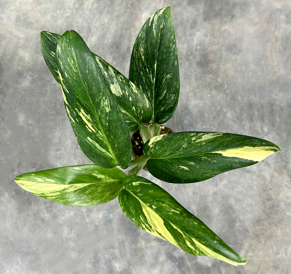 Monstera standleyana Albo.png
