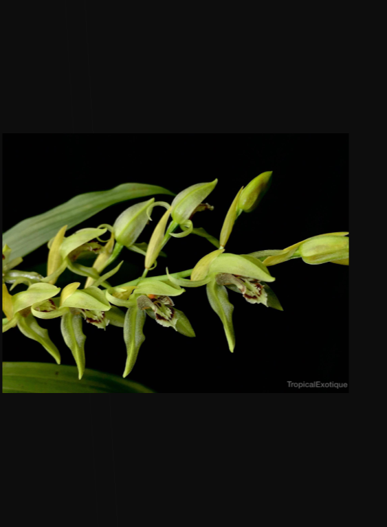 Coelogyne chloroptera