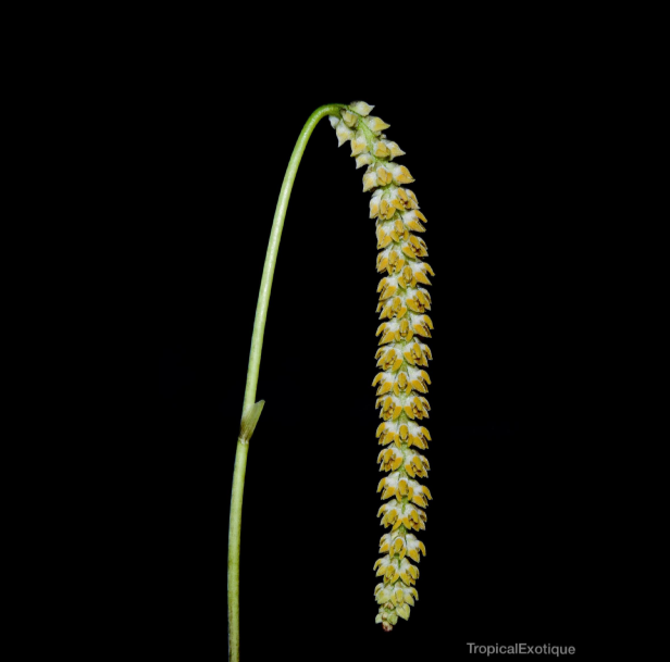 Bulbophyllum+hirtum-67.png