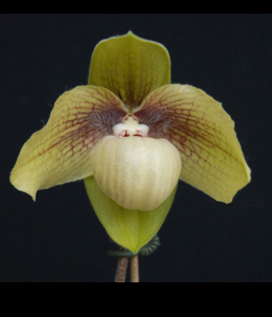 Paphiopedilum Shun Fa Golden ( malipoense x hangianum ).png