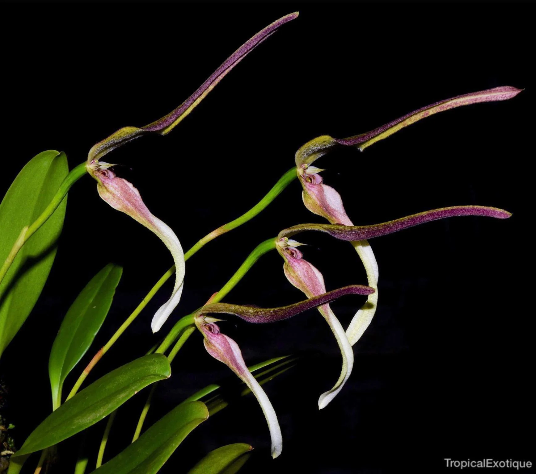 Bulbophyllum-antenniferum.jpg
