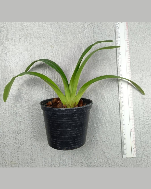 10 Paph. tigrinum.png