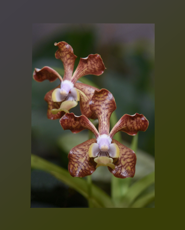 Vanda vipanii-67.png