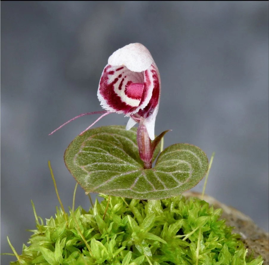 Corybas ecarinatus
