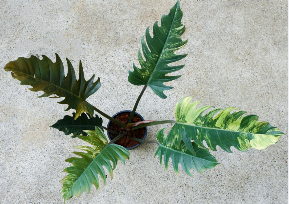 Philodendron caramel marble Variegated.png