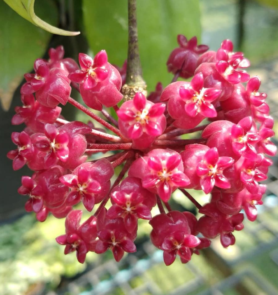 Hoya sp. Pahang (KB 01).png