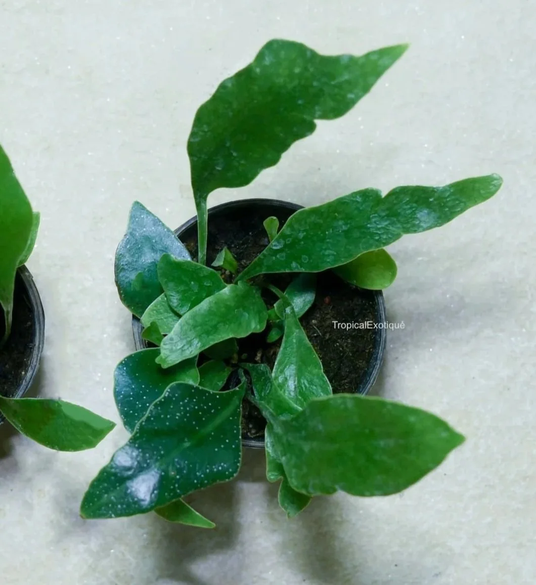 Microsorum-siamense-1.jpg