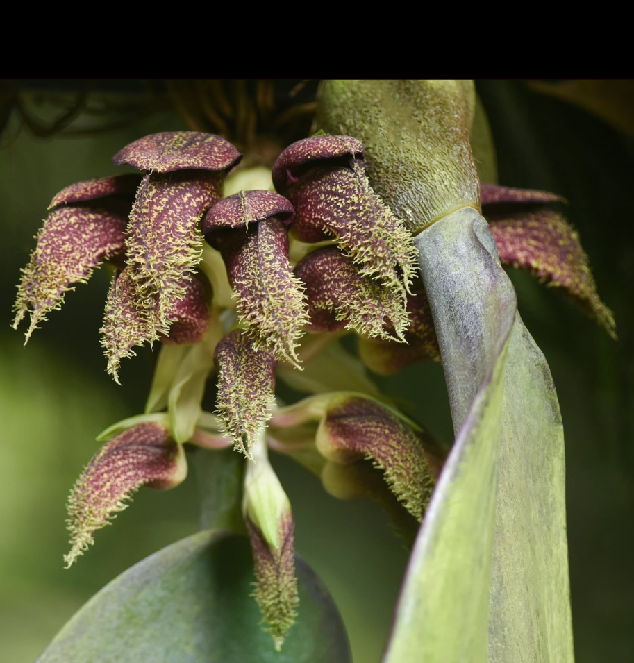 Bulbophyllum+phalaenopsis.png (Copy)