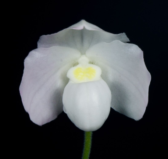 Paphiopedilum niveum alba