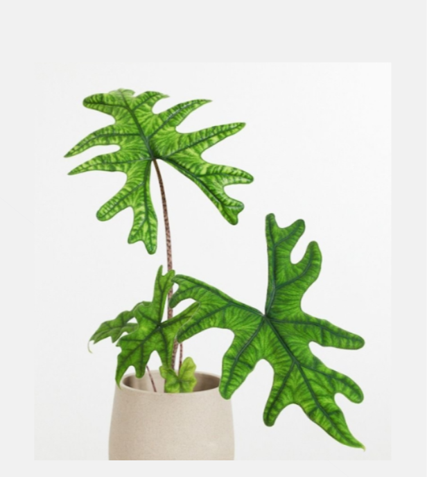 Alocasia-Jacklyn-67.png