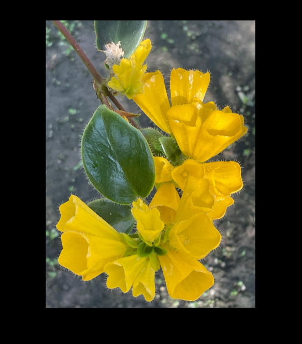 Aeschynanthus+flavidus-67.png
