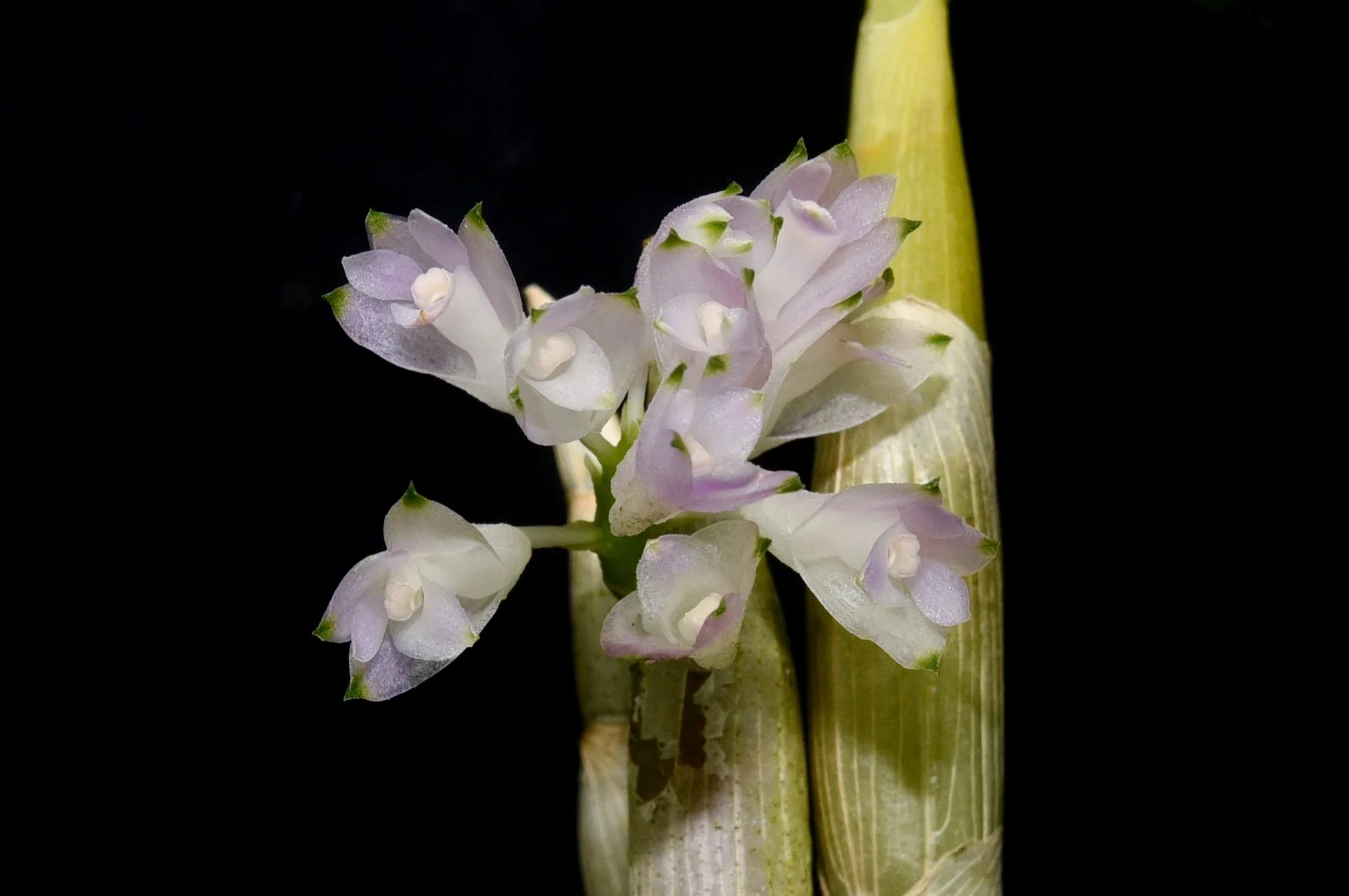 dendrobium purpureum.jpg
