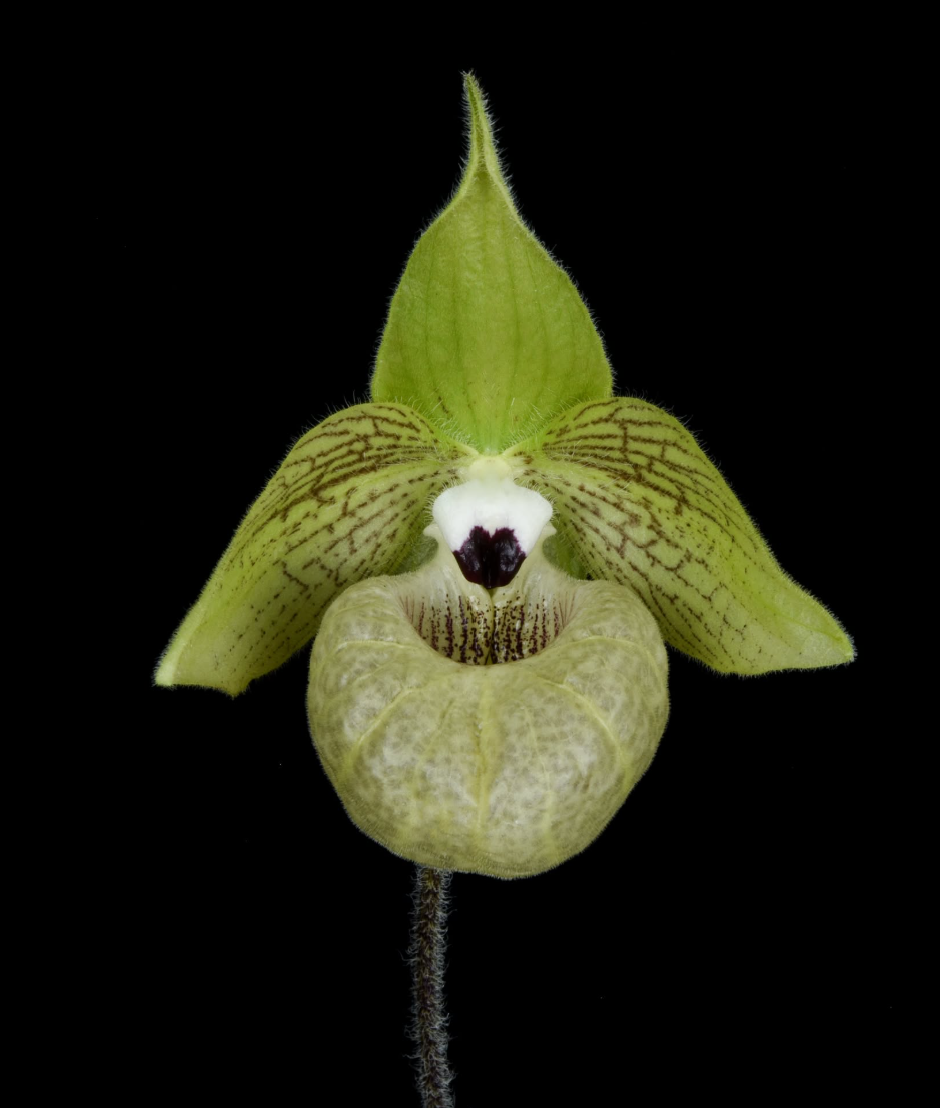Paphiopedilum malipoense
