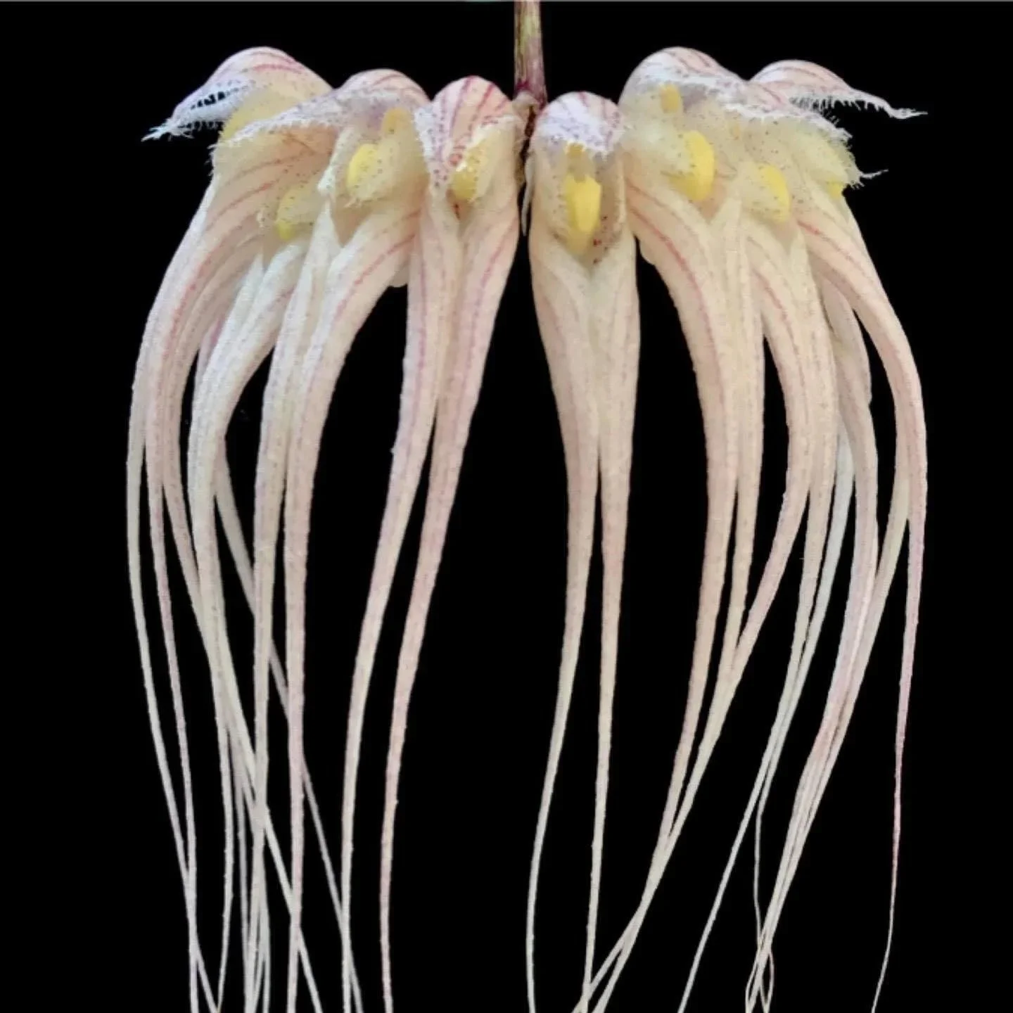 Bulbophyllum sanguineopunctatum