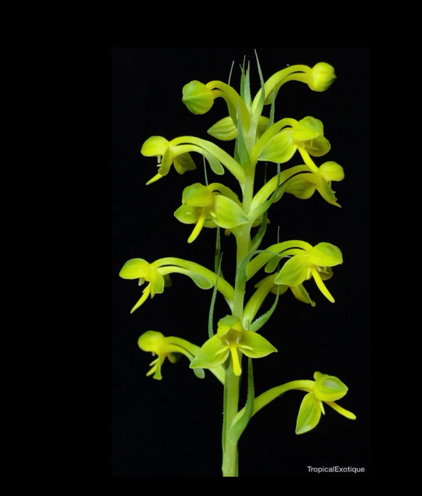 Habenaria+chlorina-67.png
