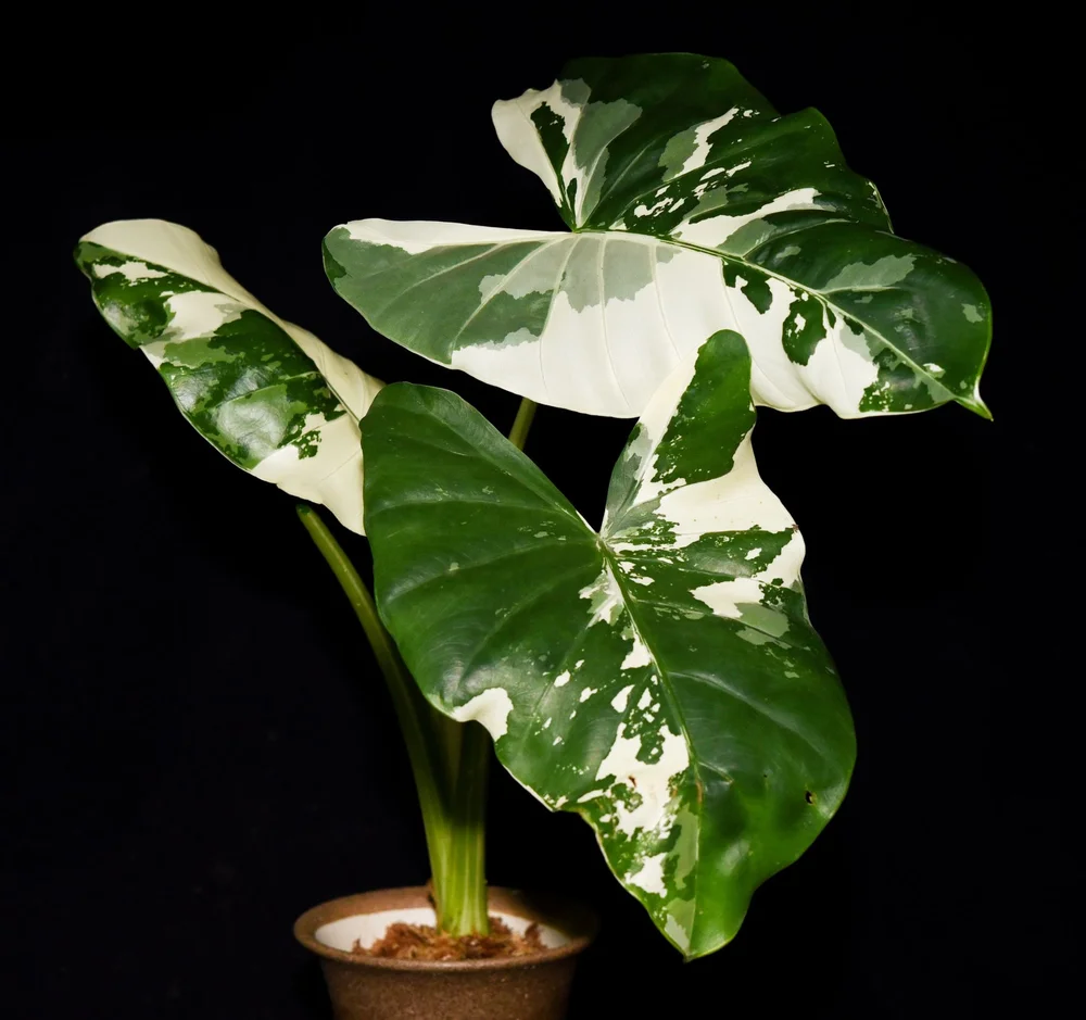 Alocasia macrorrhizos "Variegated"  TropicalExotique