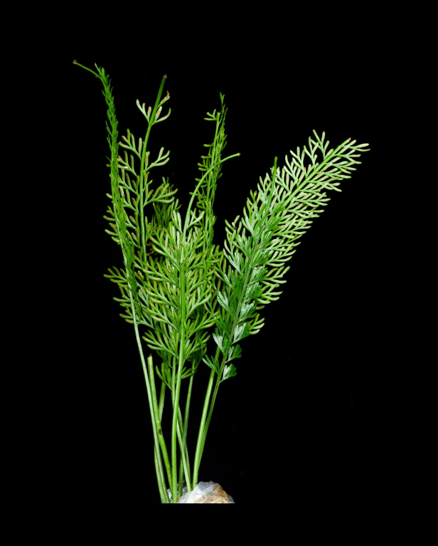 Asplenium-prolongatum-67.png