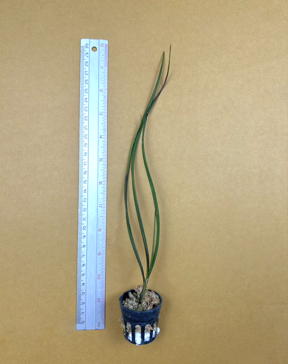 Holcoglossum wangii