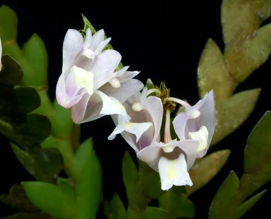 Dendrobium-terminale.jpg